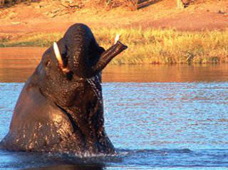 Picture Slow But Sure Safaris
