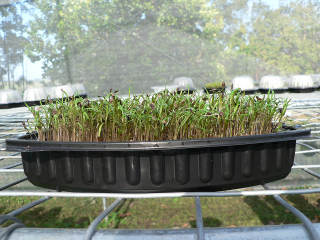 Picture Sunbird Microgreens