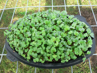 Picture Sunbird Microgreens