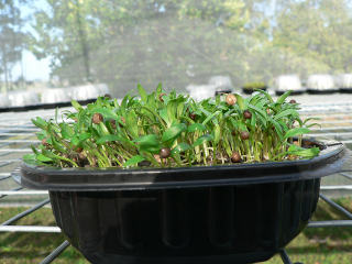 Picture Sunbird Microgreens